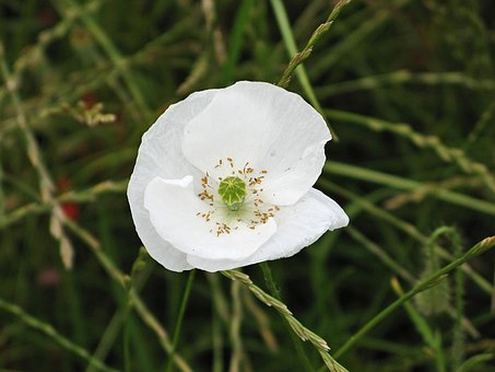 Free Poppy White Poppy photo and picture