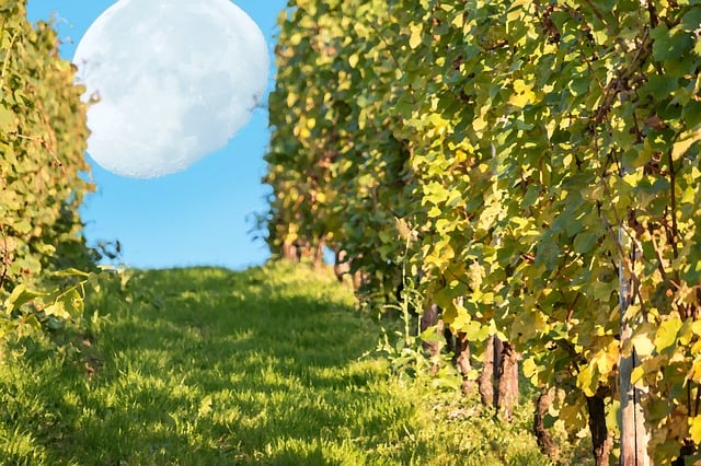 Free vineyard moon vine leaves illustration