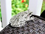 frog, gray, tree frog