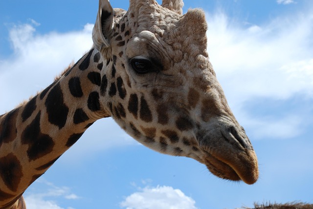 Free Giraffe Zoo photo and picture