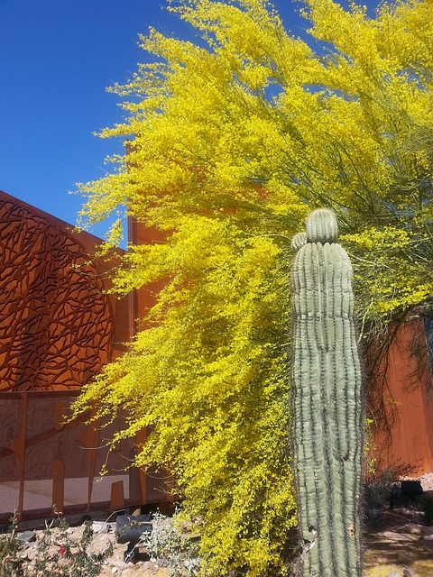 Free Saguaro Ironwood photo and picture