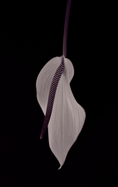 Anturio, Papel Pintado De Flores