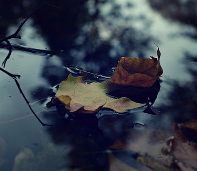 Otoño, Naturaleza, Estanque, Sale De