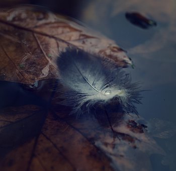 Otoño, Estanque, Sale De, Parque, Agua