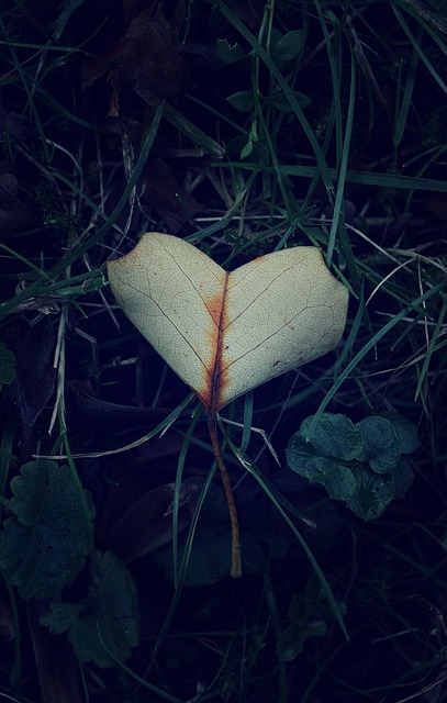 Otoño, Hoja, Naturaleza, Parque