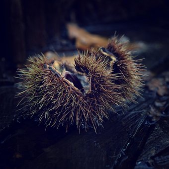 Otoño, Castañas, Naturaleza, Parque