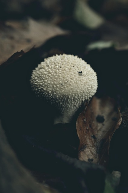Otoño, Bosque, Bosque De Otoño, Sale De