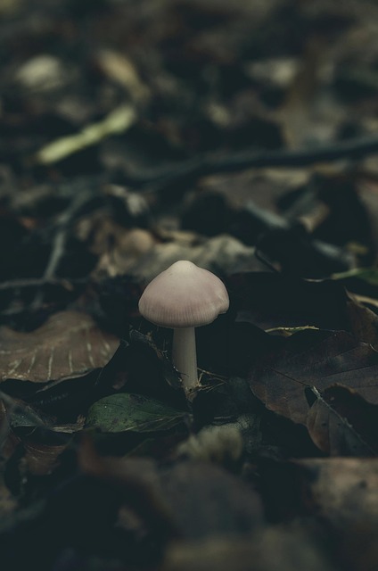 Otoño, Naturaleza, Bosque