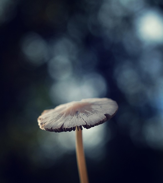Otoño, Naturaleza, Bosque