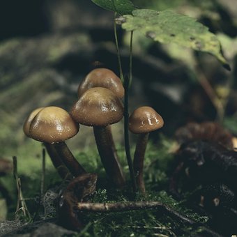 Otoño, Naturaleza, Bosque