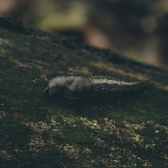 Otoño, Naturaleza, Bosque