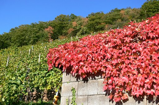 Free Fall Vineyard photo and picture