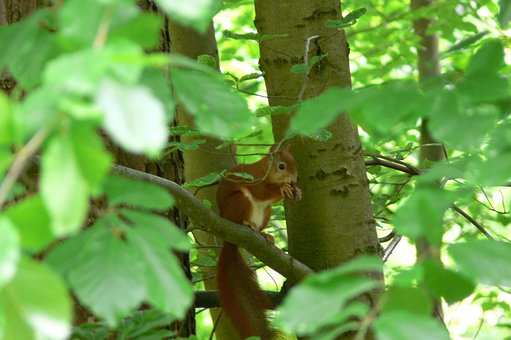 Free Squirrel Forest Animals photo and picture