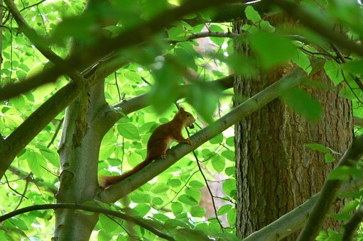Free Squirrel Forest Animals photo and picture
