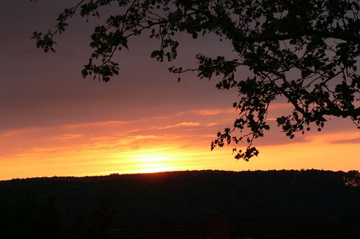 Free Sunset Tree Branch In Sunset photo and picture