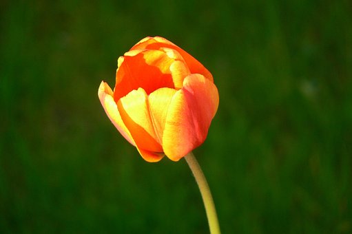 Free Tulip Flower Background photo and picture