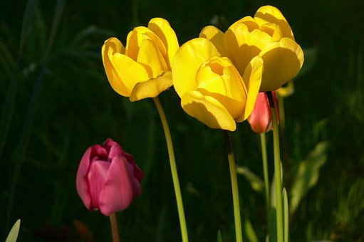 Free Tulips Yellow photo and picture