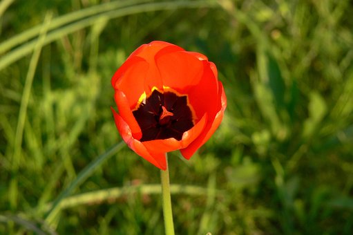 Free Tulip Flower photo and picture