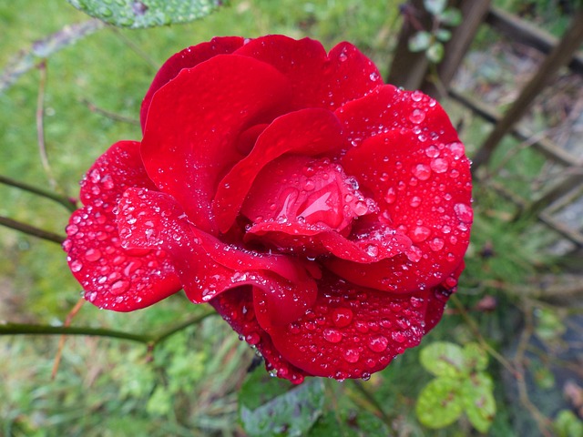 Free Rose Red photo and picture