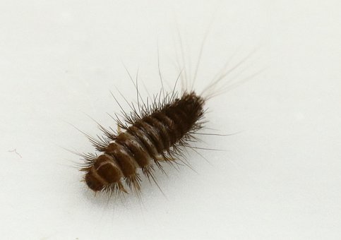 Free Dermestidae Anthrenus photo and picture