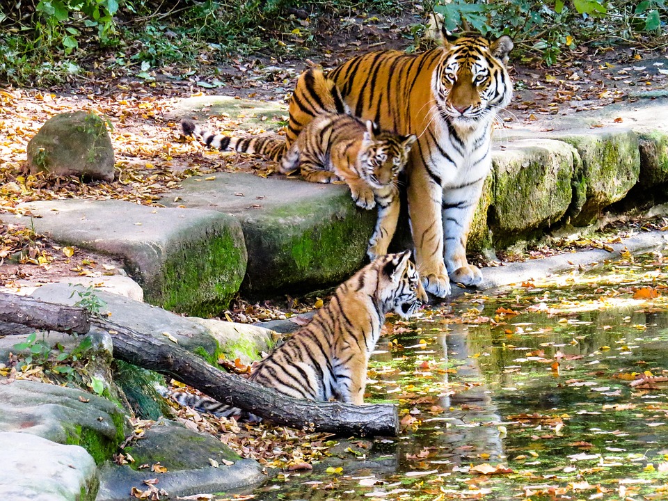 Tigre, Tiger Cub, Lindo, Nuremberg, Zoológico, El Agua