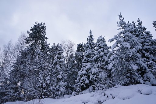 Free Winter Forest photo and picture