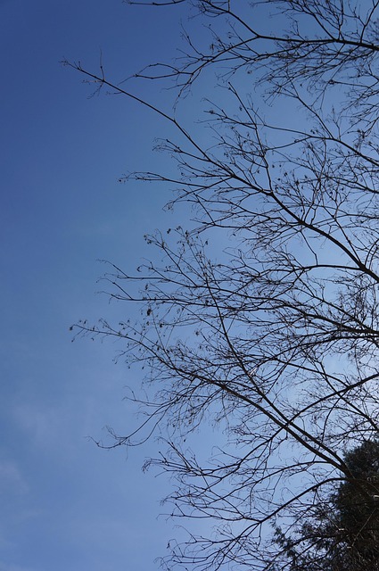 Free Branches Tree photo and picture