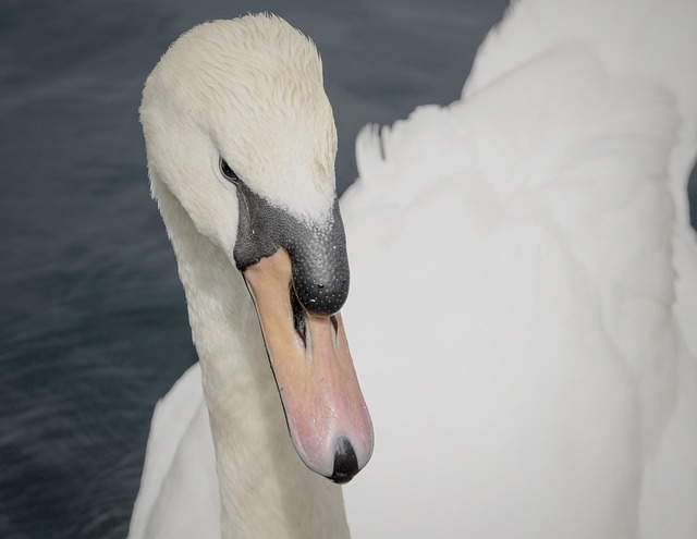Free Swan Water Bird photo and picture