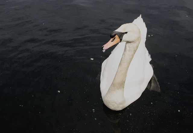 Free Swan Water Bird photo and picture