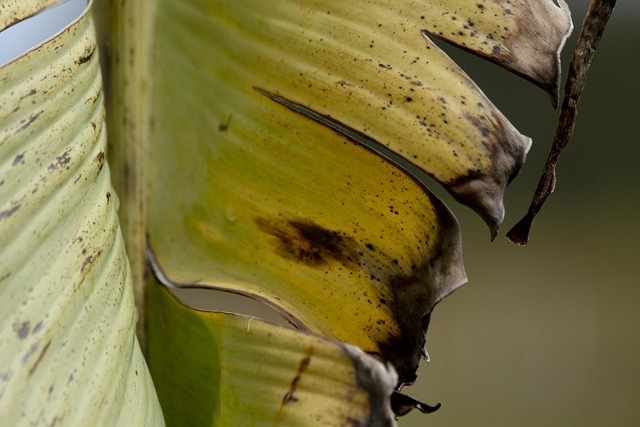 Free Leaf Nature photo and picture