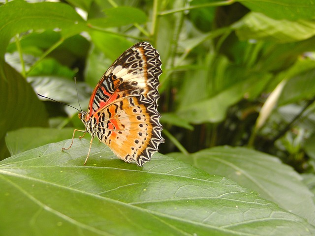 Free Butterfly Leaf photo and picture