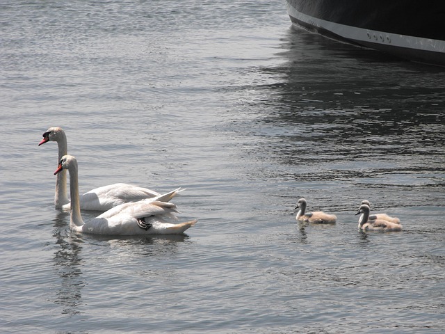 Free Swans Water photo and picture