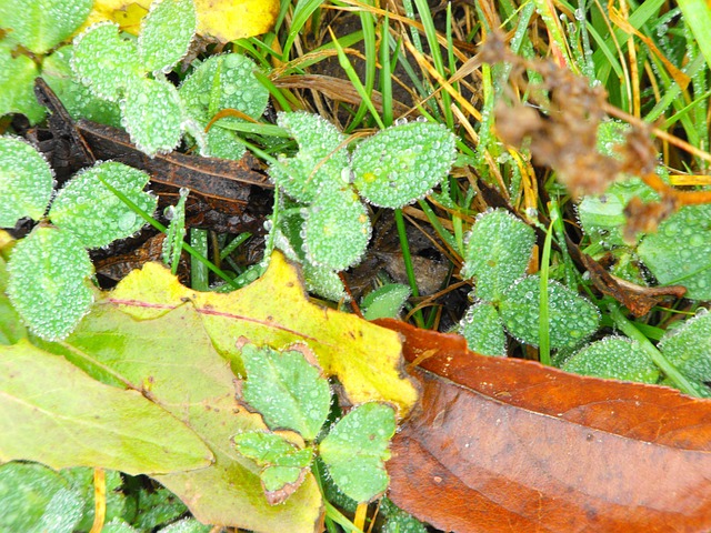 Free Wet Leaves Nature photo and picture