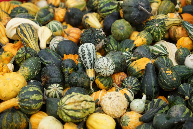Free Green Pumpkin photo and picture