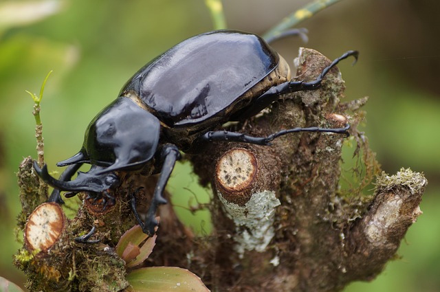 Free Bug Animals photo and picture