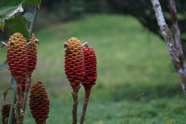 Free Forest Nature photo and picture