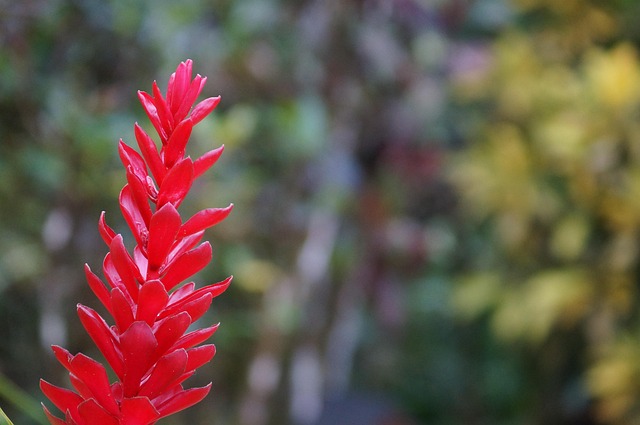 Free Forest Nature photo and picture