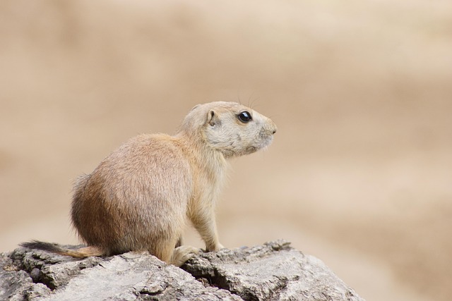 Free Prairie Dog Zoo photo and picture