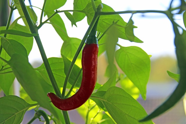 Chili, Rot, Scharf, Pflanze