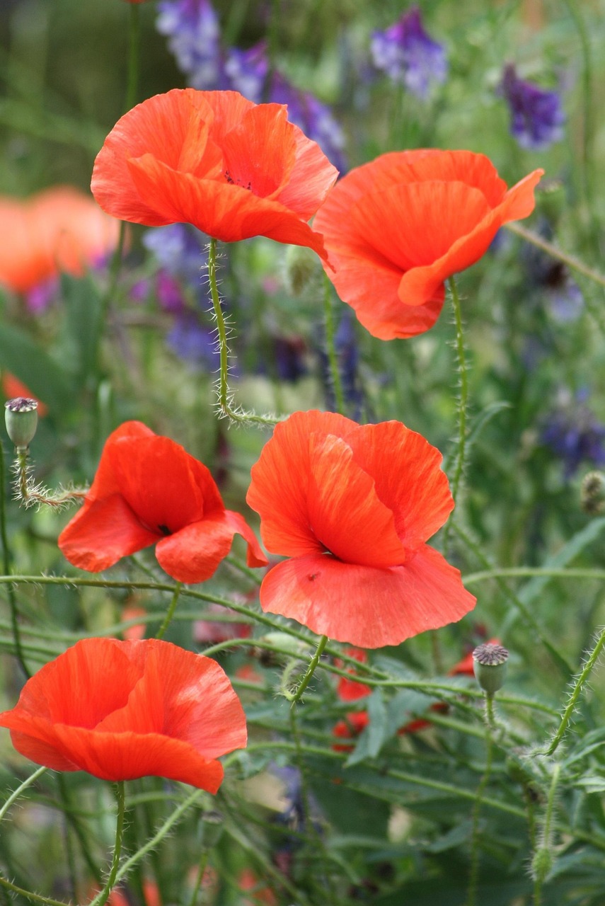 Coquelicot Nature Fleur - Image gratuite sur Coquelicot Nature Fleur - Image gratuite sur