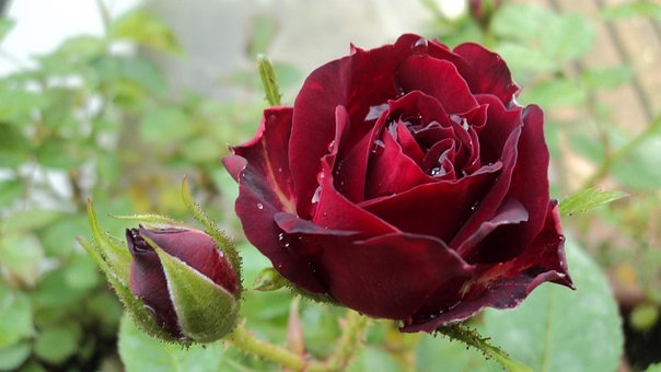 Free Flower Flowers photo and picture