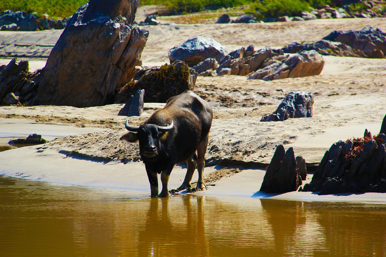 Oxe - free online jigsaw puzzle photo