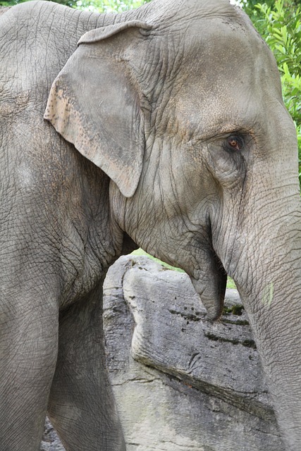 Elefante, Elefantes, Elefante Africano