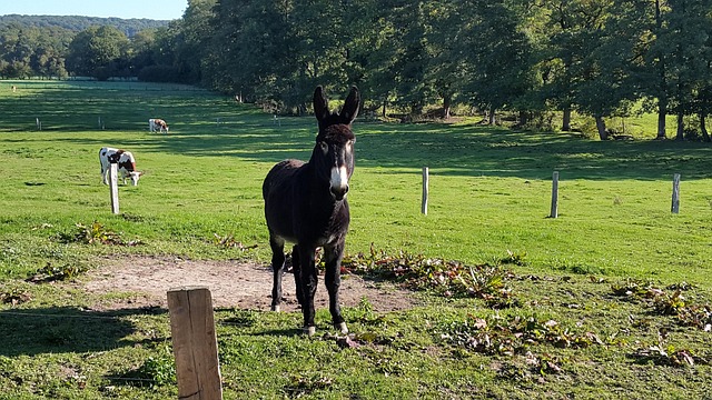 Free Donkey Meadow photo and picture