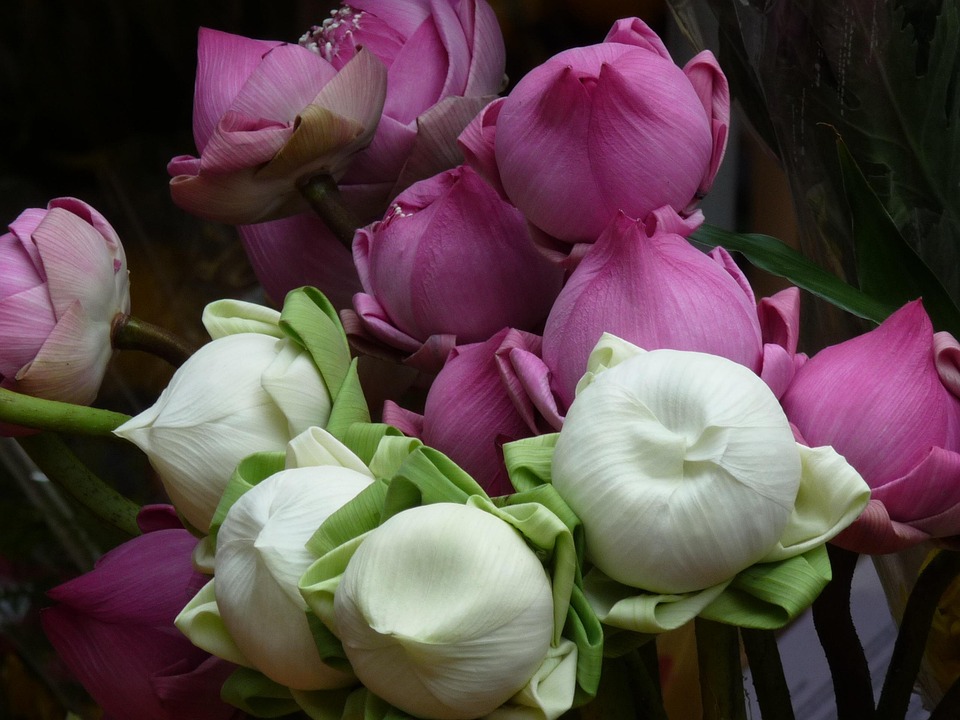 Fleur De Lotus Blanche Violet - Photo gratuite sur Pixabay - Pixabay
