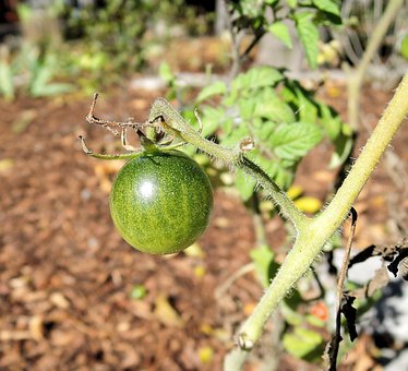 Grüne Tomate, Garten, Wilder Strauch