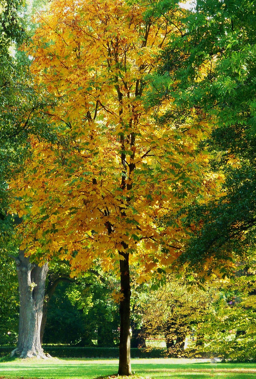 Branch Branches Trees - Free photo on Pixabay - Pixabay