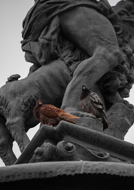 Free Fountain Pigeon photo and picture