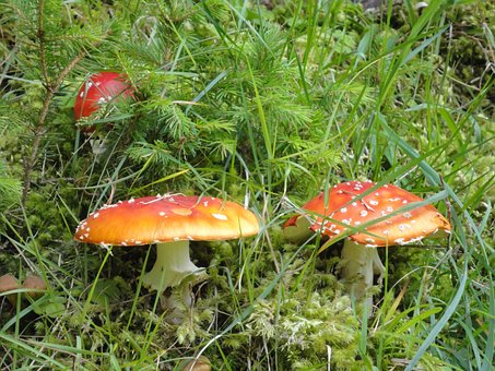 Champiñón, Seta Venenosa, Venenoso, Rojo