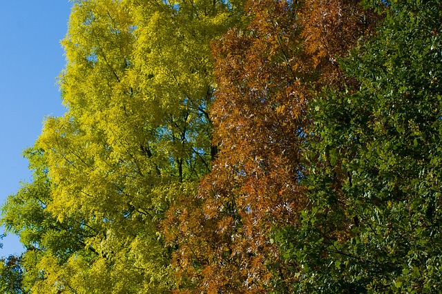 Free Autumn Trees Colorful Leaves photo and picture